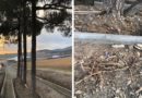 Глава Росприроднадзора пообещала наказать виновных в повреждении краснокнижных деревьев в Геленджике