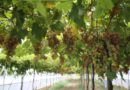 В Геленджике собрали рекордный урожай плодов и винограда