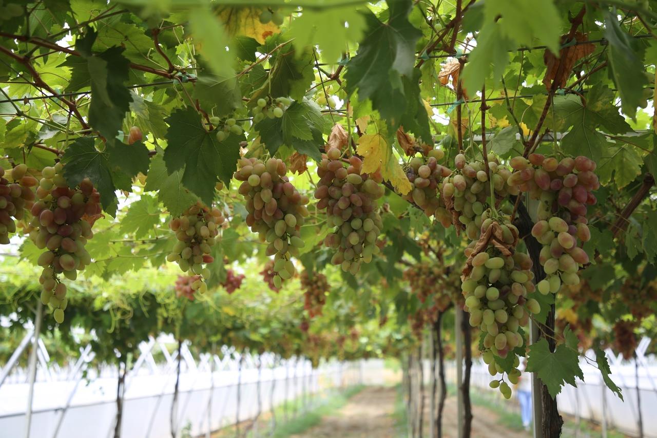 В Геленджике собрали рекордный урожай плодов и винограда