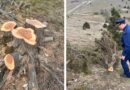 В районе Кабардинки выявлена массовая рубка краснокнижных деревьев